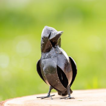 Twee IJsvogels
